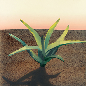 Ellen Akimoto Small Plant (desert)
